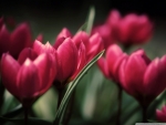 Beautiful Red tulips
