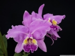 cattleya