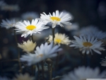 Beautiful Daisies