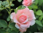Pink rose