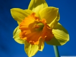 Daffodils