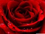 Big red rose