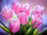 Pink Tulips