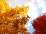Fall Colors