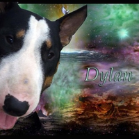 Dylan card