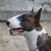 Bull Terrier Mellow