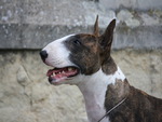 Bull Terrier Mellow