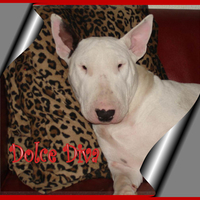 Bullterrier Diva