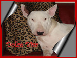 Bullterrier Diva