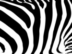 Zebra Stripes