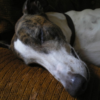 Sleeping Greyhound