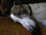 Sleeping Greyhound