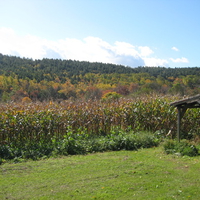 Cornfield in Fall