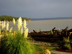 Camano Island Seagaulls