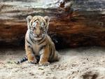 Tiger cub