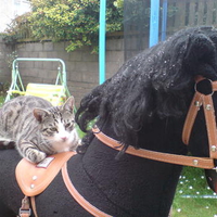 Cat on a horse