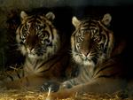 Tigers