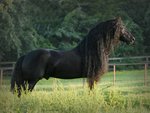 Black Friesian