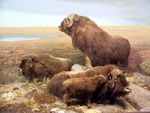 buffalo bison