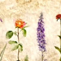 Flower Backround