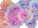 Rainbow Roses