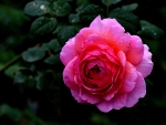 PINK ROSE