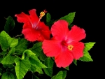 RED HIBISCUS