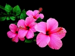 PINK HIBISCUS