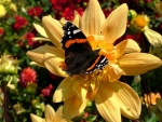 Butterfly on yellow Flowers