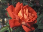Lovely Rose