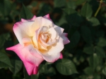Hybrid Tea Rose