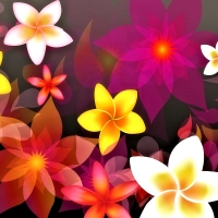 Colorful Flowers