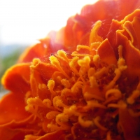 Marigold under the Sun