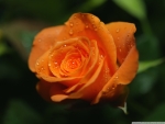 Orange rose
