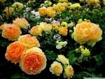 Garden of yellow roses