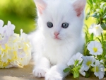 Lovely Kitten