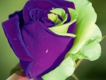 Green Purple Rose Bud