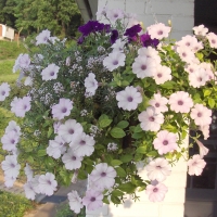 Petunia Trailing