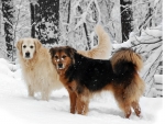 Winter Dogs