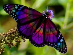 Vibrant Color Butterfly