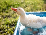 Goose bathing