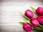 Tulips background