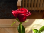 Red Rose