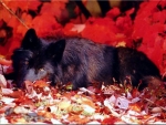 Autumn Wolf