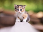 Cute Kitten