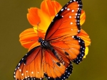 Queen Butterfly on Flower