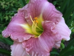 Purple Daylily