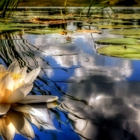Water Lily