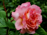 Lovely Rose