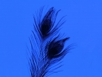 Feathers on Blue